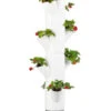 Gusta Garden Erdbeerbaum Sissi Strawberry Hanging, Ca. B27/H77/T27 Cm 1 Gusta Garden Erdbeerbaum Sissi Strawberry Hanging, Ca. B27/H77/T27 Cm -Garten Werk Zone 6627038 WE FS 001 SissiStrawberry