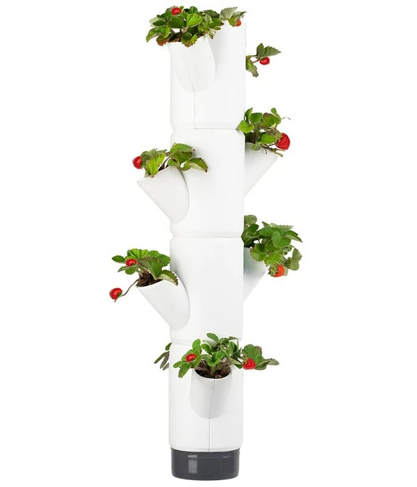 Gusta Garden Erdbeerbaum Sissi Strawberry Hanging, Ca. B27/H77/T27 Cm 3 Gusta Garden Erdbeerbaum Sissi Strawberry Hanging, Ca. B27/H77/T27 Cm
