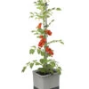 Gusta Garden Tomatentopf Tom Tomato, Ca. B35/H135/T28 Cm 1 Gusta Garden Tomatentopf Tom Tomato, Ca. B35/H135/T28 Cm -Garten Werk Zone 6627053 WE FS 001 TomTomatoTomatenanbau