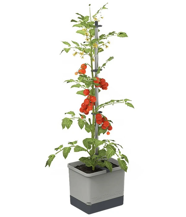 Gusta Garden Tomatentopf Tom Tomato, Ca. B35/H135/T28 Cm 3 Gusta Garden Tomatentopf Tom Tomato, Ca. B35/H135/T28 Cm