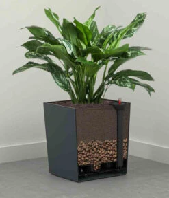 Siena Garden Kunststoff-Topf Biron, Eckig, Ca. B40/H41,5/T40 Cm 11 Siena Garden Kunststoff-Topf Biron, Eckig, Ca. B40/H41,5/T40 Cm -Garten Werk Zone 6655336 WE DE 002 PflanzgefaessBironGraphit