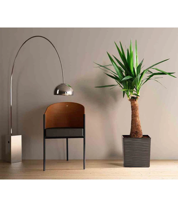 Siena Garden Kunststoff-Topf Biron, Eckig, Ca. B40/H41,5/T40 Cm 4 Siena Garden Kunststoff-Topf Biron, Eckig, Ca. B40/H41,5/T40 Cm – Bild 2