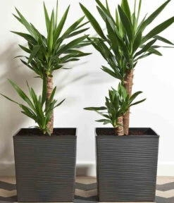 Siena Garden Kunststoff-Topf Biron, Eckig, Ca. B40/H41,5/T40 Cm 9 Siena Garden Kunststoff-Topf Biron, Eckig, Ca. B40/H41,5/T40 Cm -Garten Werk Zone 6655336 WE MO 002 PflanzgefaessBironGraphit