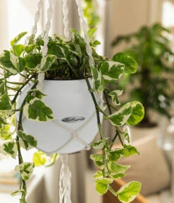 LECHUZA® PURO Color, All-in-One-Set, Inkl. Makramee-Aufhängung 9 LECHUZA® PURO Color, All-in-One-Set, Inkl. Makramee-Aufhängung -Garten Werk Zone 6695415 WE MO 001 PuroColorMakrameeSetWeiss