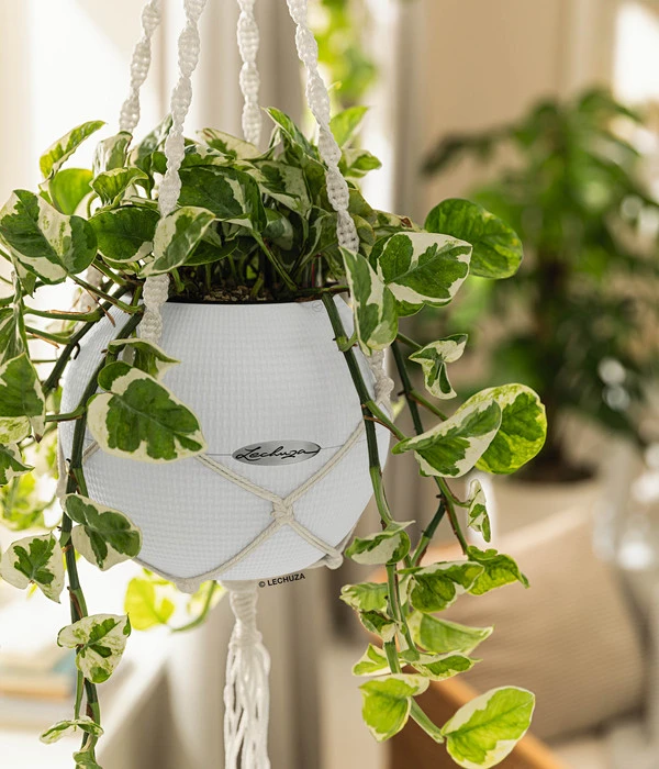 LECHUZA® PURO Color, All-in-One-Set, Inkl. Makramee-Aufhängung 5 LECHUZA® PURO Color, All-in-One-Set, Inkl. Makramee-Aufhängung – Bild 4
