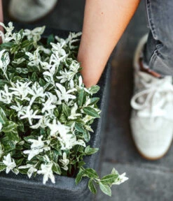 Capi Europe Kunststoff-Topf Rib, Quadratisch 9 Capi Europe Kunststoff-Topf Rib, Quadratisch -Garten Werk Zone 6697122 WE DE 001 CapiEuropeKunststoffTopfRibquadratisch