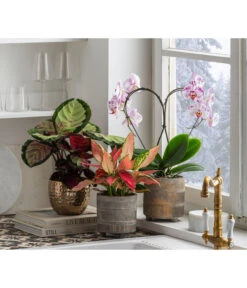 Dehner Beton-Übertopf Nola, Rund, Grau-kupfer 13 Dehner Beton-Übertopf Nola, Rund, Grau-kupfer -Garten Werk Zone 6732499 6732929 6784912 WE MO 001 TopfNolaGold