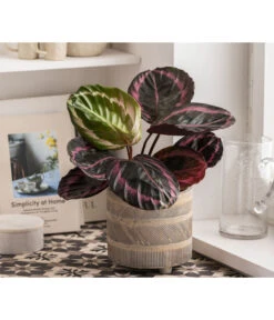 Dehner Beton-Übertopf Nola, Rund, Grau-kupfer 12 Dehner Beton-Übertopf Nola, Rund, Grau-kupfer -Garten Werk Zone 6732499 WE MO 004 TopfNolaGold