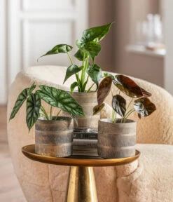 Dehner Beton-Übertopf Nola, Rund, Grau-kupfer 10 Dehner Beton-Übertopf Nola, Rund, Grau-kupfer -Garten Werk Zone 6732515 WE MO 001 GlamourPaketNola