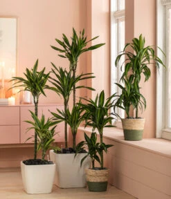 Drachenbaum - Dracaena Fragrans 'Hawaiian Sunshine' 6 Drachenbaum - Dracaena Fragrans 'Hawaiian Sunshine' -Garten Werk Zone 6735286 WE MO 002 KorbPhil