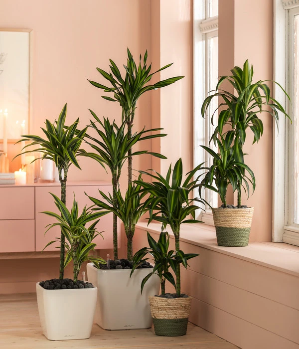 Drachenbaum - Dracaena Fragrans 'Hawaiian Sunshine' 4 Drachenbaum - Dracaena Fragrans 'Hawaiian Sunshine' – Bild 2