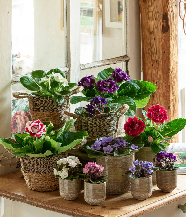 Dehner Seegras-Korb Lilja, Konisch 7 Dehner Seegras-Korb Lilja, Konisch – Bild 5