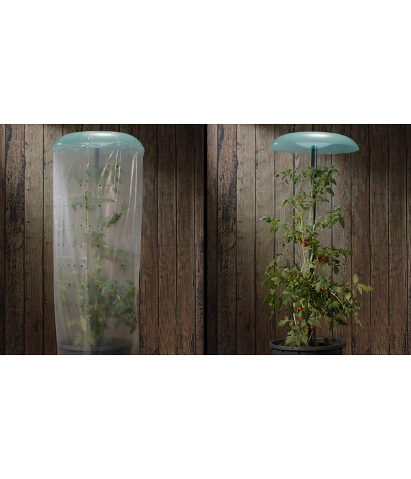 KHW Tomatenhut 5 KHW Tomatenhut – Bild 3