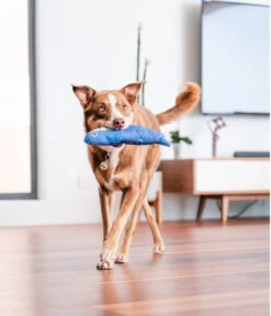 Red Dingo Hundespielzeug DURABLES Toys Hai 12 Red Dingo Hundespielzeug DURABLES Toys Hai -Garten Werk Zone 6912463 WE MO 005 RedDingoSpzHai