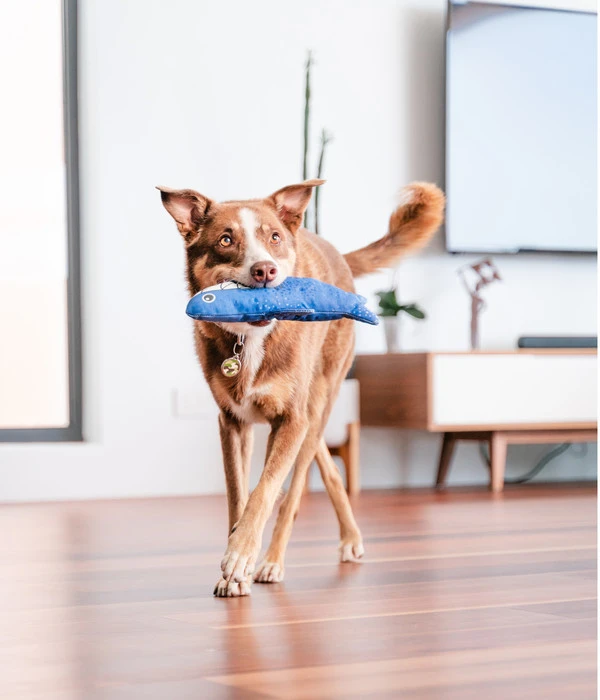 Red Dingo Hundespielzeug DURABLES Toys Hai 7 Red Dingo Hundespielzeug DURABLES Toys Hai – Bild 5