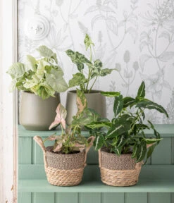 Dehner Seegras-Korb Lilja, Konisch 9 Dehner Seegras-Korb Lilja, Konisch -Garten Werk Zone 6924559 WE MO 001 Syngonium