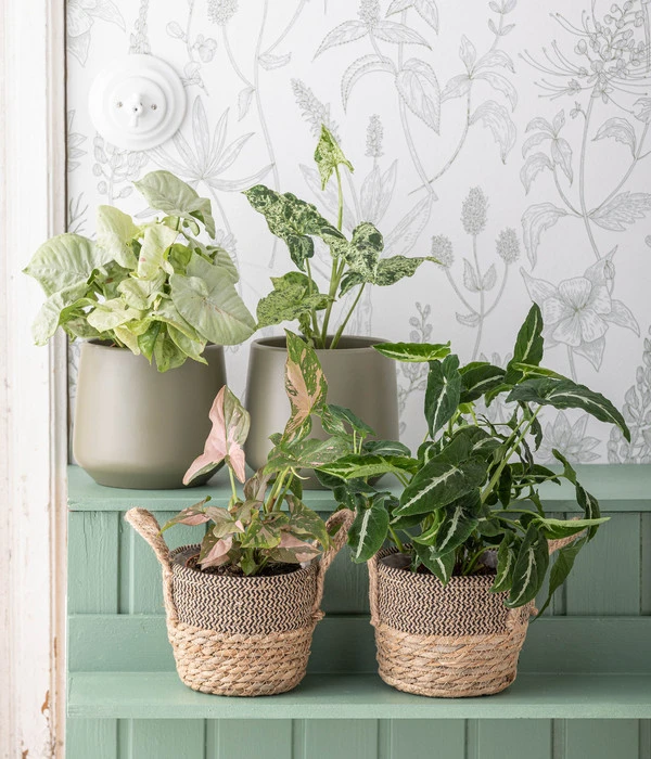 Dehner Seegras-Korb Lilja, Konisch 4 Dehner Seegras-Korb Lilja, Konisch – Bild 2