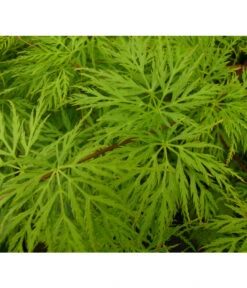 Japanischer Fächerahorn 'Emerald Lace' 7 Japanischer Fächerahorn 'Emerald Lace' -Garten Werk Zone 7015936 WE DE 002 AcerPalmatumEmeraldLaceAllgreen