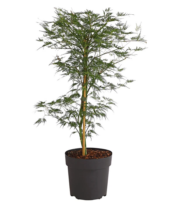 Japanischer Fächerahorn 'Emerald Lace' 3 Japanischer Fächerahorn 'Emerald Lace'