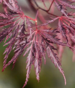 Dunkelroter Schlitz-Ahorn 'Dissectum Garnet', Ca. 30-40 Cm 11 Dunkelroter Schlitz-Ahorn 'Dissectum Garnet', Ca. 30-40 Cm -Garten Werk Zone 7018443 WE DE 001 AcerPalmatumDissectumGarnet