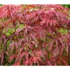 Dunkelroter Schlitz-Ahorn 'Dissectum Garnet', Ca. 30-40 Cm 1 Dunkelroter Schlitz-Ahorn 'Dissectum Garnet', Ca. 30-40 Cm -Garten Werk Zone 7018526 BildFS 001 DunkelroterSchlitzAhornAcerPDGarnetBonsai