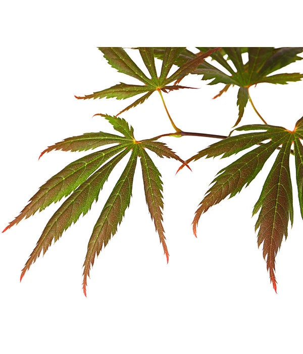 Fächerahorn 'Trompenburg' 4 Fächerahorn 'Trompenburg' – Bild 2