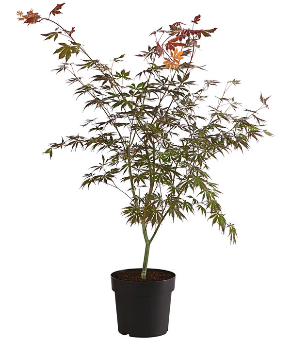 Fächerahorn 'Trompenburg' 3 Fächerahorn 'Trompenburg'