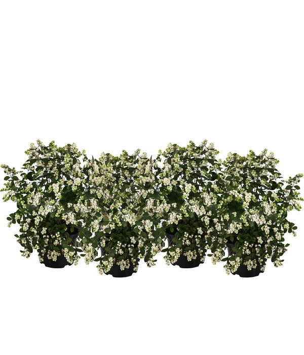 Blütenhecke 'White Hedge', 4er-Set 3 Blütenhecke 'White Hedge', 4er-Set