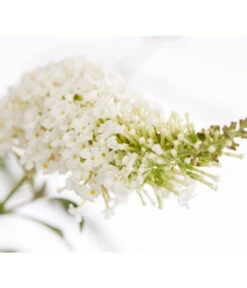 Sommerflieder 9 Sommerflieder -Garten Werk Zone 7080179 WE DE 001 BuddlejaDavWeissDehnerExpressZS