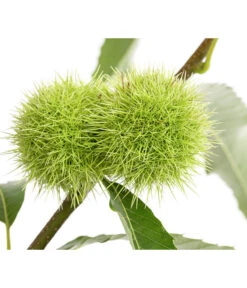 Esskastanie 8 Esskastanie -Garten Werk Zone 7091580 PR DE 001 CastaneaSativaEsskastanieDehnerExpressHerzig