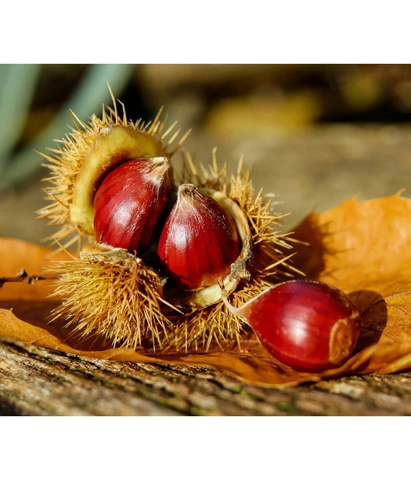 Esskastanie 3 Esskastanie