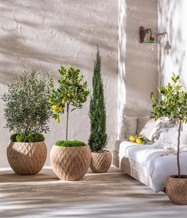 Blaue Säulen-Zypresse 'Columnaris Glauca' 4 Blaue Säulen-Zypresse 'Columnaris Glauca' – Bild 2