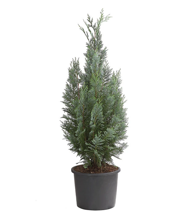 Blaue Säulen-Zypresse 'Columnaris Glauca' 3 Blaue Säulen-Zypresse 'Columnaris Glauca'