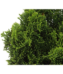 Zwerg-Muschelzypresse 'Nana Gracilis' 7 Zwerg-Muschelzypresse 'Nana Gracilis' -Garten Werk Zone 7113715 PR DE 001 ChamaecyparisScheinzypresseObtusaNanaGracilis13CDehnerExpressHerzig