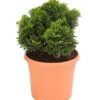 Zwerg-Muschelzypresse 'Nana Gracilis' 1 Zwerg-Muschelzypresse 'Nana Gracilis' -Garten Werk Zone 7113715 PR FS 001 ChamaecyparisScheinzypresseObtusaNanaGracilis13CDehnerExpressHerzig