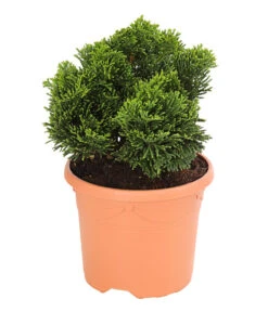 Zwerg-Muschelzypresse 'Nana Gracilis'