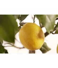 Meyer-Zitrone 9 Meyer-Zitrone -Garten Werk Zone 7118417 PR DE 001 CitrusLemonMeyerStammT20DehnerExpressZS