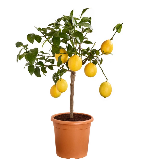 Meyer-Zitrone 3 Meyer-Zitrone