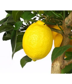 Meyer-Zitrone 8 Meyer-Zitrone -Garten Werk Zone 7118417 WE DE 001 CitrusMeyeriT20DehnerExpressHerzig