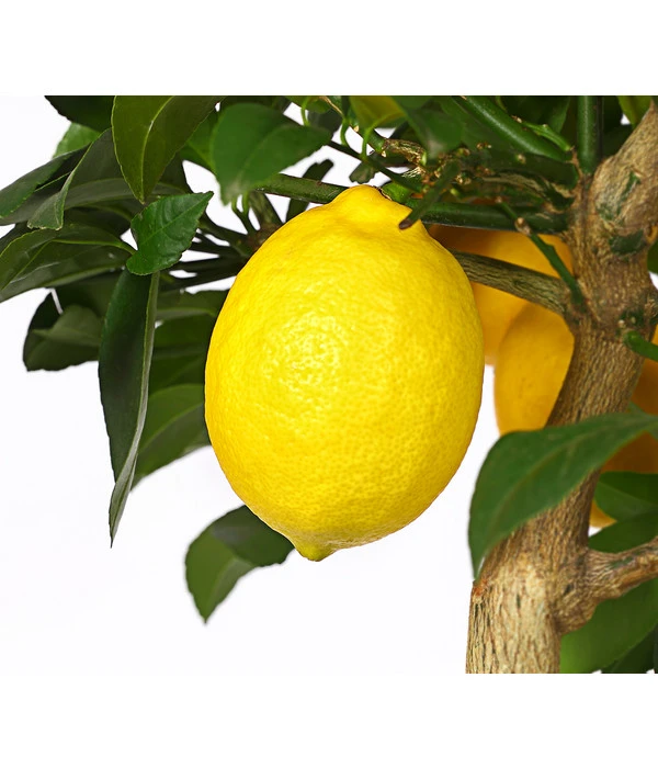Meyer-Zitrone 5 Meyer-Zitrone – Bild 3