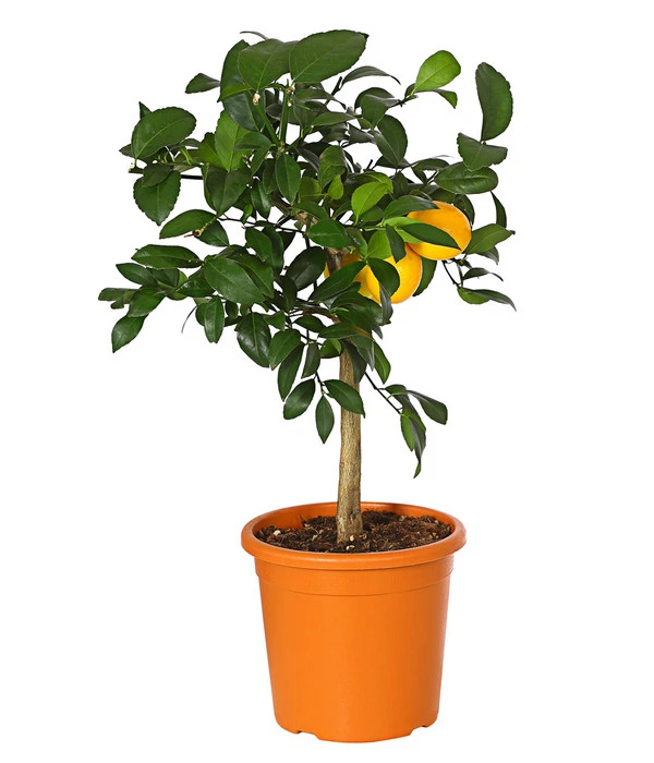 Meyer-Zitrone 4 Meyer-Zitrone – Bild 2