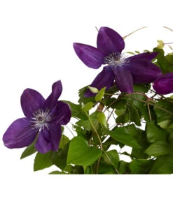 Waldrebe - Clematis