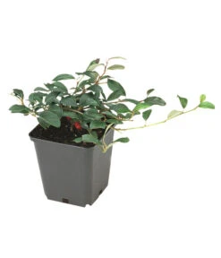 Kriechende Zwergmispel 6 Kriechende Zwergmispel -Garten Werk Zone 7143803 BildFS 001 ZwergmispelRadicansCotDammRadicans