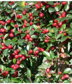 Kriechende Zwergmispel 7 Kriechende Zwergmispel -Garten Werk Zone 7143803 PR FS 001 KriechendeZwergmispelpixabay