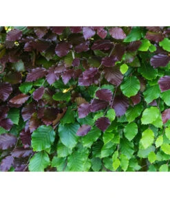 20 Meter Blutbuche ‘Purpurea‘, 100 X 100-125 Cm 9 20 Meter Blutbuche ‘Purpurea‘, 100 X 100-125 Cm -Garten Werk Zone 7185523 WE DE 001 FagusSylvaticaPurpureaRot