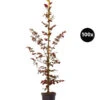 20 Meter Blutbuche ‘Purpurea‘, 100 X 100-125 Cm -Garten Werk Zone 7185523 WE FS 002 BlutbuchePurpurea100x