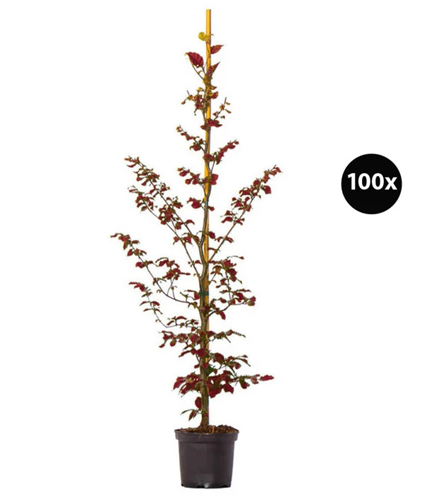 20 Meter Blutbuche ‘Purpurea‘, 100 X 100-125 Cm 3 20 Meter Blutbuche ‘Purpurea‘, 100 X 100-125 Cm
