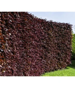 20 Meter Blutbuche ‘Purpurea‘, 100 X 100-125 Cm 8 20 Meter Blutbuche ‘Purpurea‘, 100 X 100-125 Cm -Garten Werk Zone 7185523 WE MO 001 FagusSylvaticaPurpureaLuckner