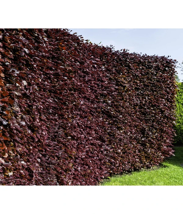 20 Meter Blutbuche ‘Purpurea‘, 100 X 100-125 Cm 5 20 Meter Blutbuche ‘Purpurea‘, 100 X 100-125 Cm – Bild 3