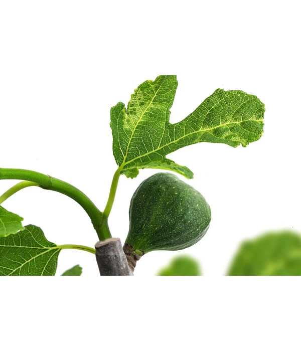 Bornholmfeige 5 Bornholmfeige – Bild 3